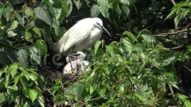 4K，白鸟白鹭鸟加泽塔照顾树上的巢和雏鸟